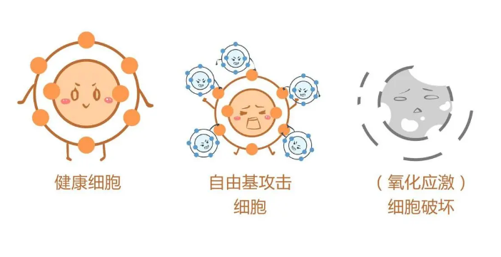 什么是自由基？