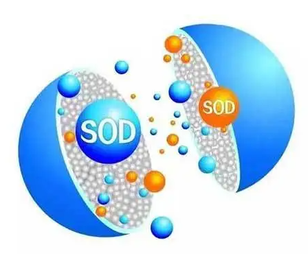SOD是如何被發(fā)現(xiàn)的